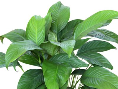 The Best Houseplants to Purify Indoor Air