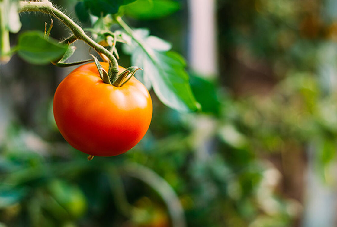 Honest to Goodness: Growing Healthy Kids (+ Farm to Preschool Grant Winners!)