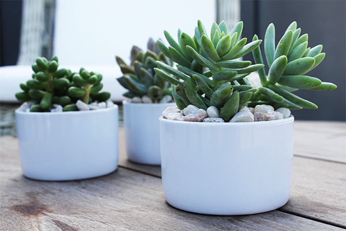 Earth Day Activity: DIY Succulents