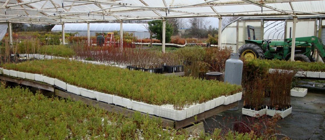 A Special (and Sustainable!) Gift &mdash; the Honest Family Tree