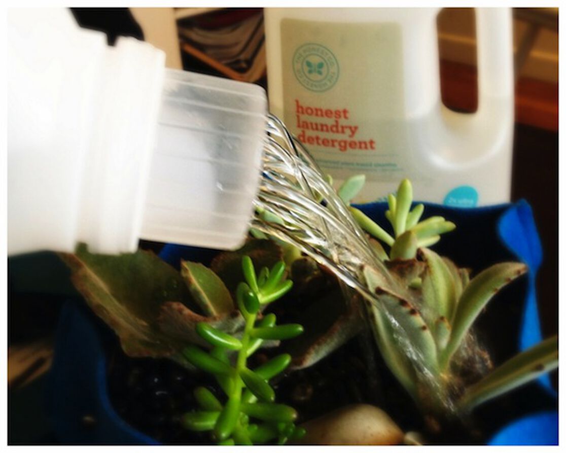 Upcycled Laundry Detergent Watering Can