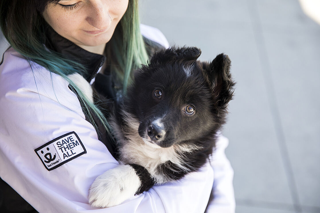 Behind the Scenes: Best Friends Animal Society