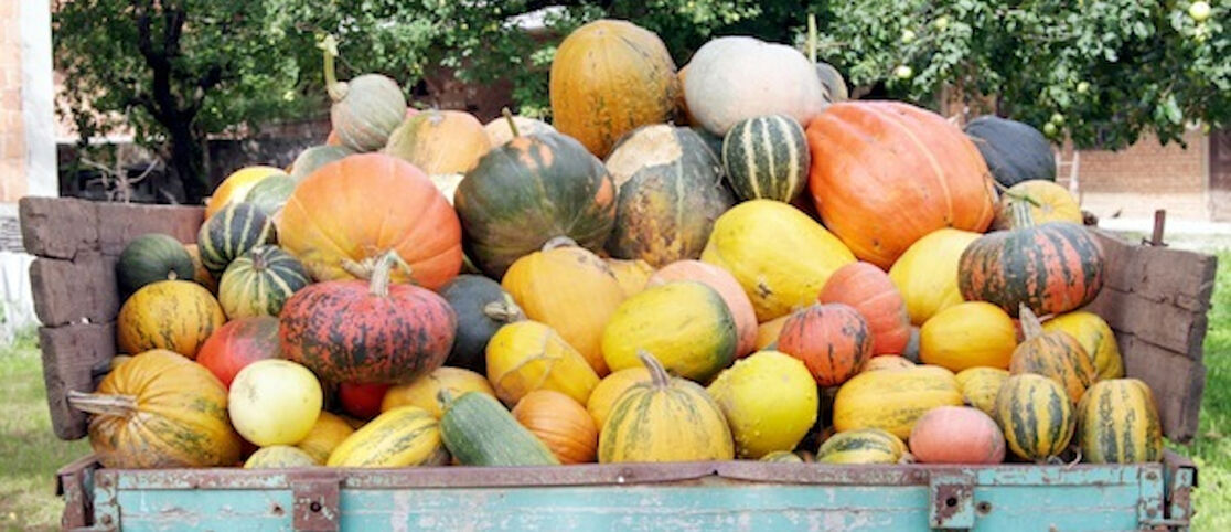 Beyond Pie: Three Delicious & Healthy Pumpkin Recipes