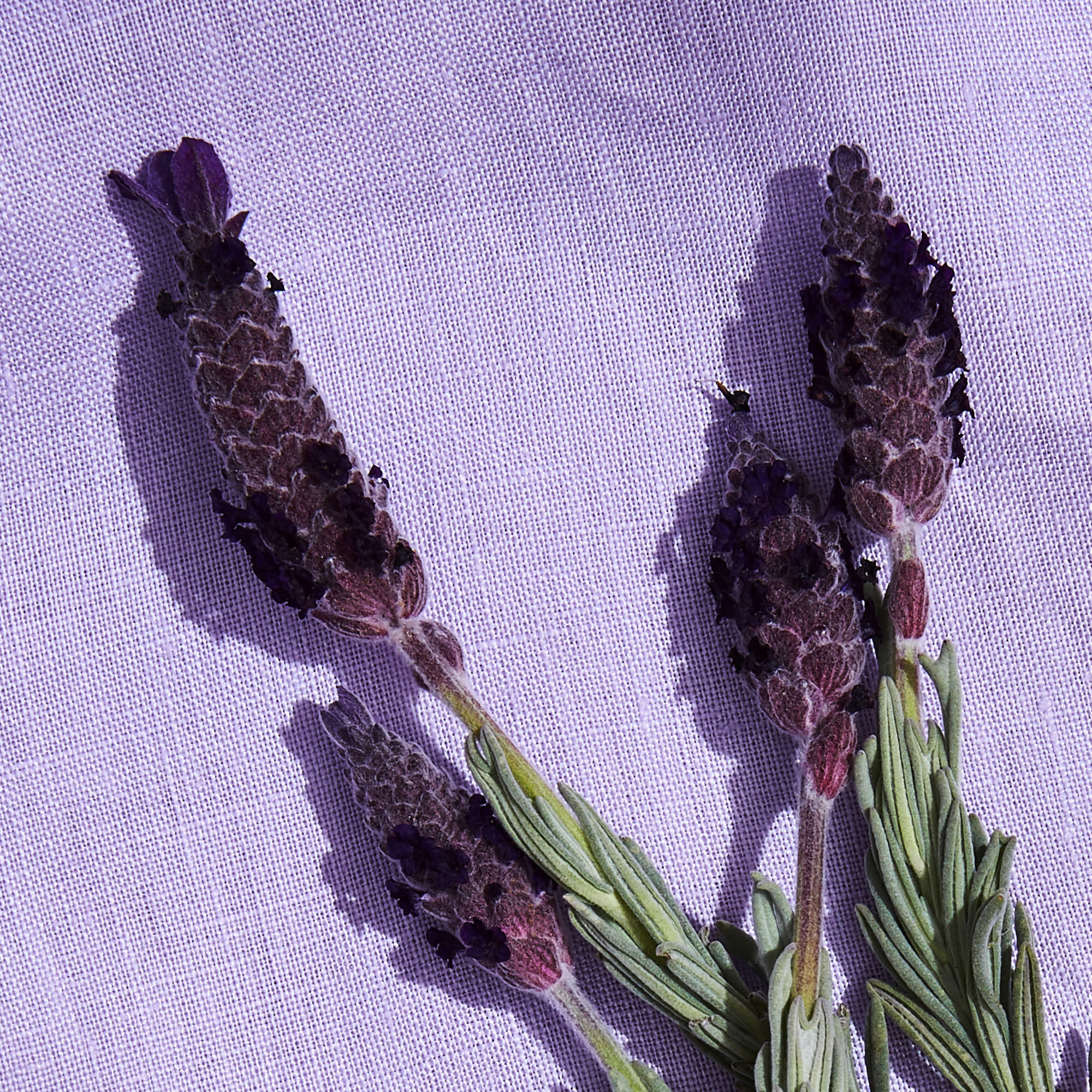 the honest company truly calming lavender shampoo