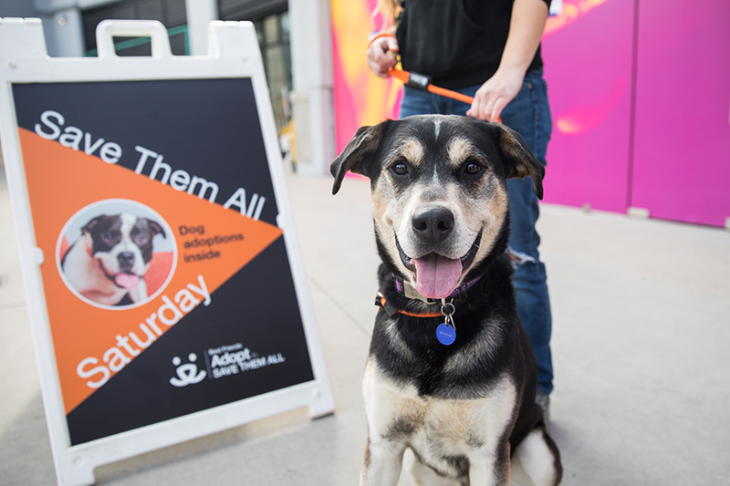 Behind the Scenes: Best Friends Animal Society