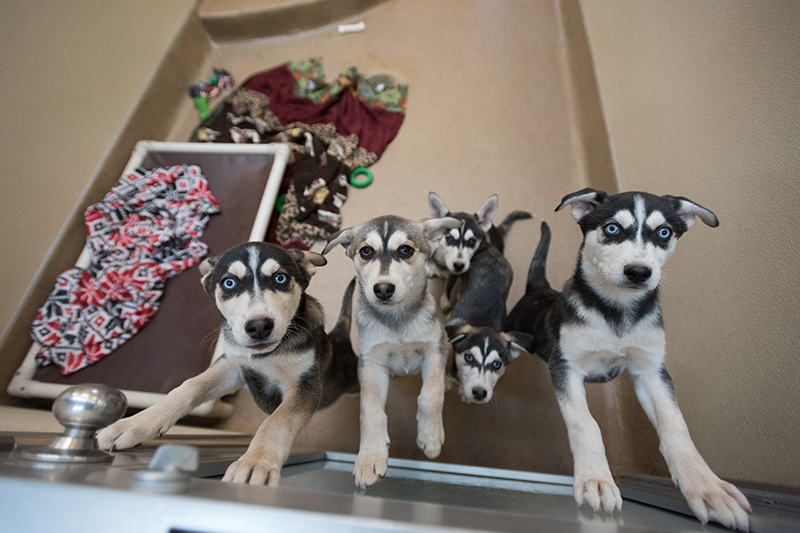 Behind the Scenes: Best Friends Animal Society