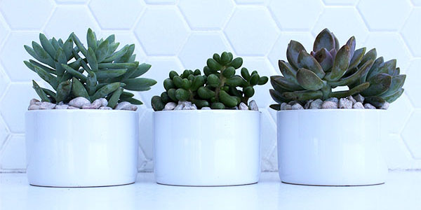 Earth Day Activity: DIY Succulents