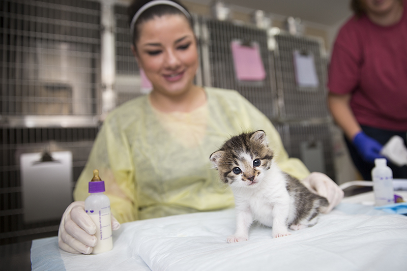 Behind the Scenes: Best Friends Animal Society