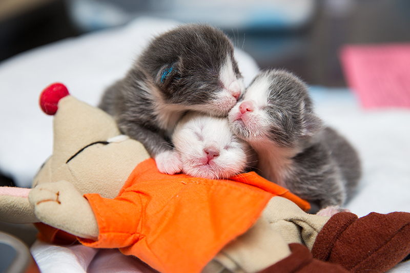 Behind the Scenes: Best Friends Animal Society