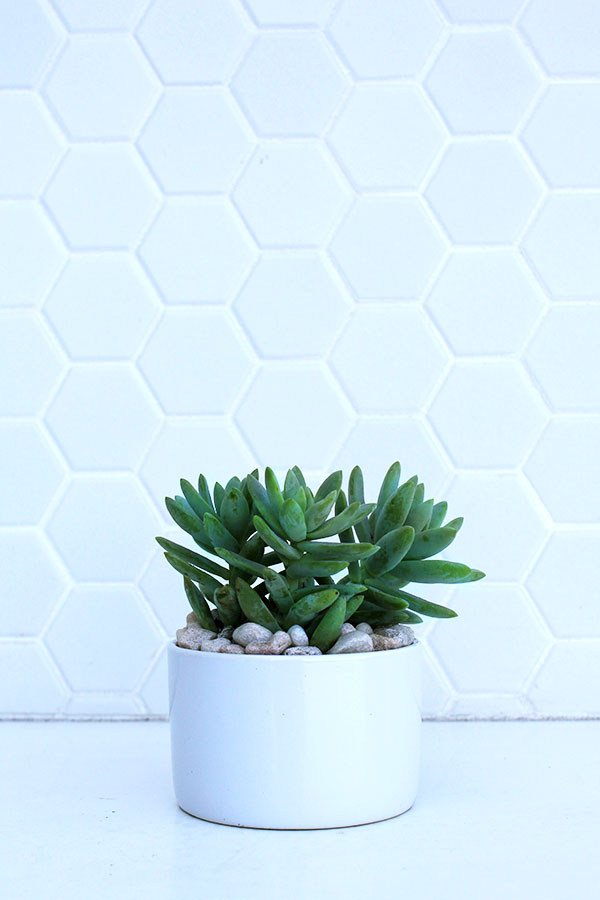 Earth Day Activity: DIY Succulents
