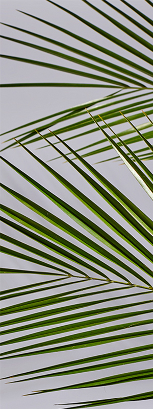 Palm Tree Texture