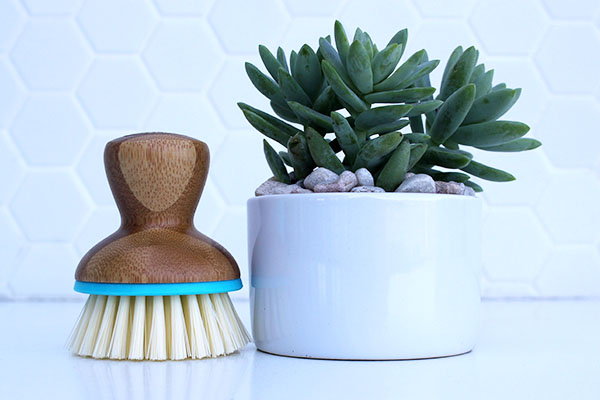 Earth Day Activity: DIY Succulents